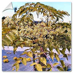 Hera aralia Variegata
